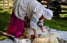 SHEEP-SHEARER-1