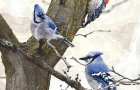 2-JAYS-AND-A-WOODPECKER