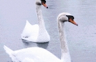 Two Swans on Silver lake
