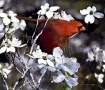 Cardinal in Dogwood