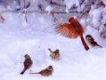 cardinal-in-snow-w-sparrows_0