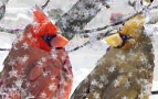 cardinals-in-snow-3