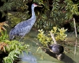 Crane & Turtle