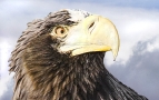 Sea Eagle #1