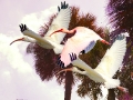 flying-ibis_0