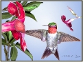 Hummingbird Flower