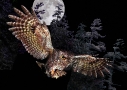Owl in Moon