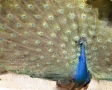 peacock-2