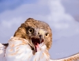 Redtail Hawk in Clouds