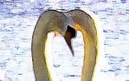 swans-at-heart-vert