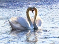 Swans at Heart