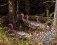 Turkeys in Wood