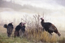 turkeys-in-mist-4-p-rif