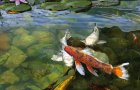 KOI-AND TURTLE