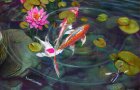 THREE-KOI-DRAGONFLY