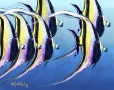 morish-idol-1