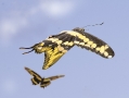 Giant Swallowtail Flying