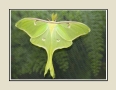 Luna Moth #1