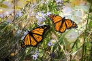Monarchs in Asters