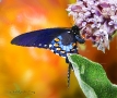 Spice Swallowtail Milkweed