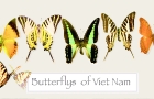 Butterflies of Vietnam
