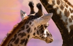 Two Giraffes