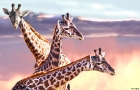 Three Giraffes
