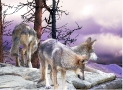 Three Wolves on Cliff