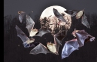 BATS-FLYING-GROUP-1