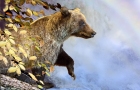 BEAR-AT-FALLS