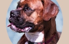 BOXER-breed-series