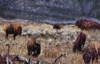 BUFFALO-IN-SNOW-2