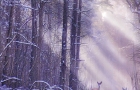 DEER-IN-SNOW-VERT.-9-12-copy