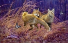 FOX-AND-ZEBRA