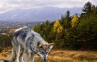 LONE-WOLF