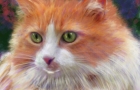 ORANGE-CAT