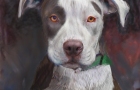 PITBULL-breed-series-9-23