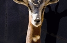SPRINGBUCK