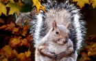 SQURREL-BOBCAT-9-23