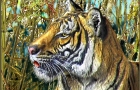 TIGER-IN-BAMBOO-2