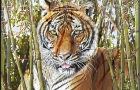 TIGER-IN-BAMBOO
