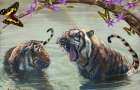 Tigers-butterflys