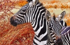 Zebras