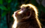 Backlit Macack