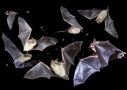 Bats Flying