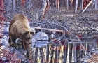Bear in Woods