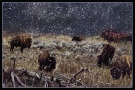 buffal-in-snow-4-prnt