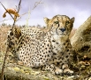 Cheetah & Chameleon