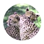 Love Bite Cheetahs