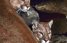 Cougars-in-their-lare_